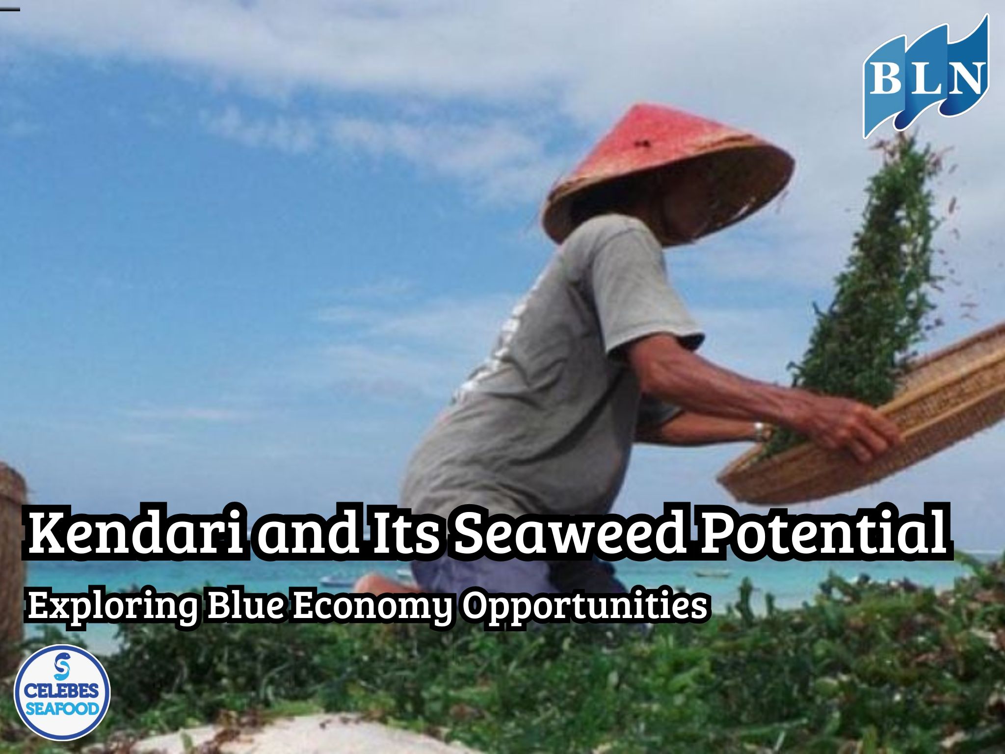 Kendari and Its Seaweed Potential: Exploring Blue Economy Opportunities